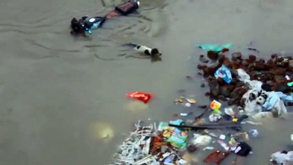 Así salvó este perro a sus cachorros de una inundación