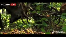 [BBC Belgesel] Hayat Nasıl İşler  Mevsimlik Ormanlar  ( Türkçe Belgesel HD )
