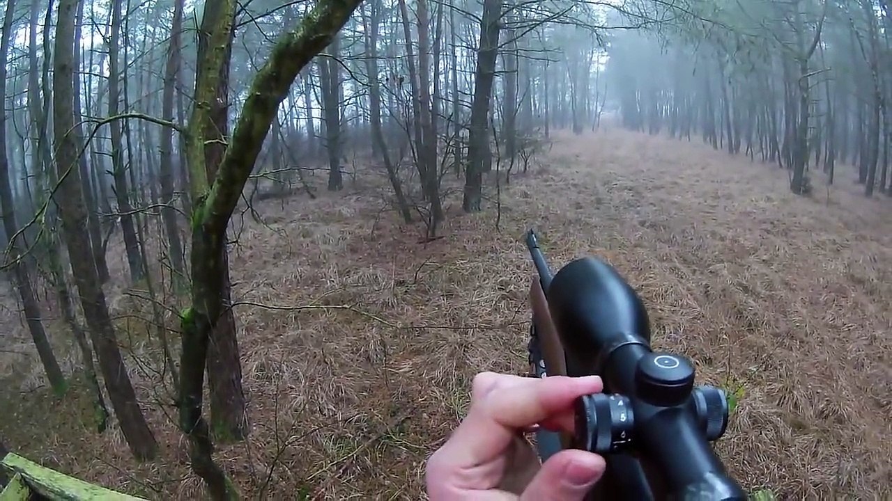 Drückjagd Damwild Dez 2014