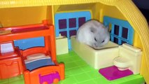 Top 5 funny video about a hamster. ТОП 5 Лучшие ВИДЕО ПРО СМЕШНЫХ ХОМЯКОВ.