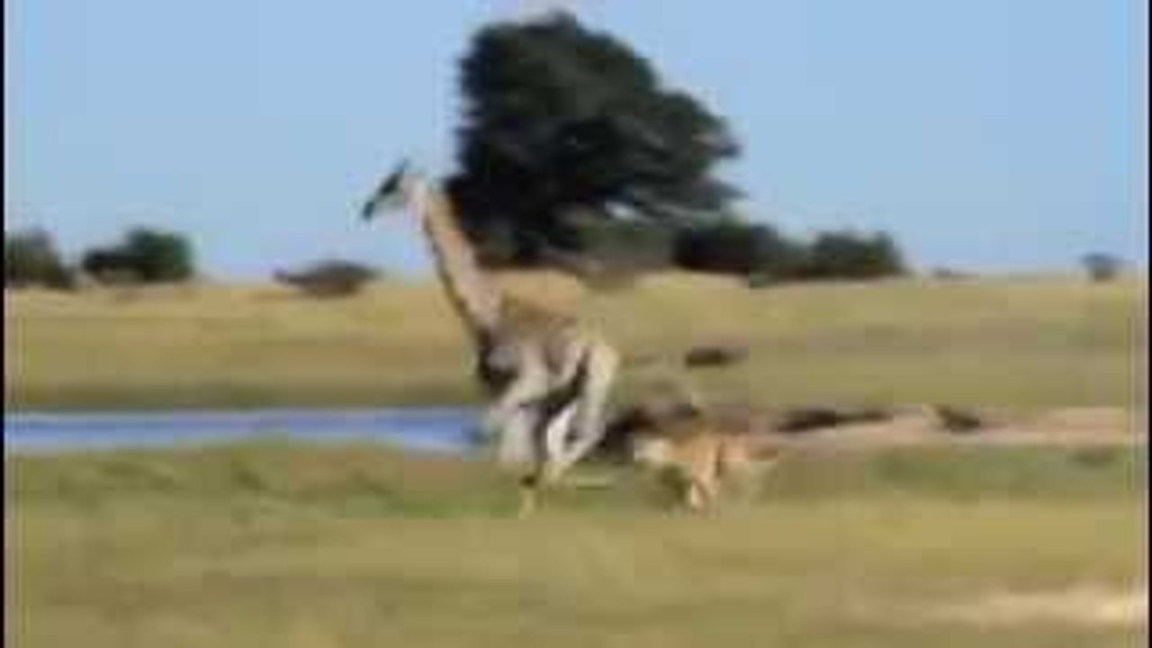 ‪Lion vs giraffe 33