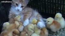 Cats Adopting Baby Birds Compilation 2016 [NEW] - FUNNY and CUTE