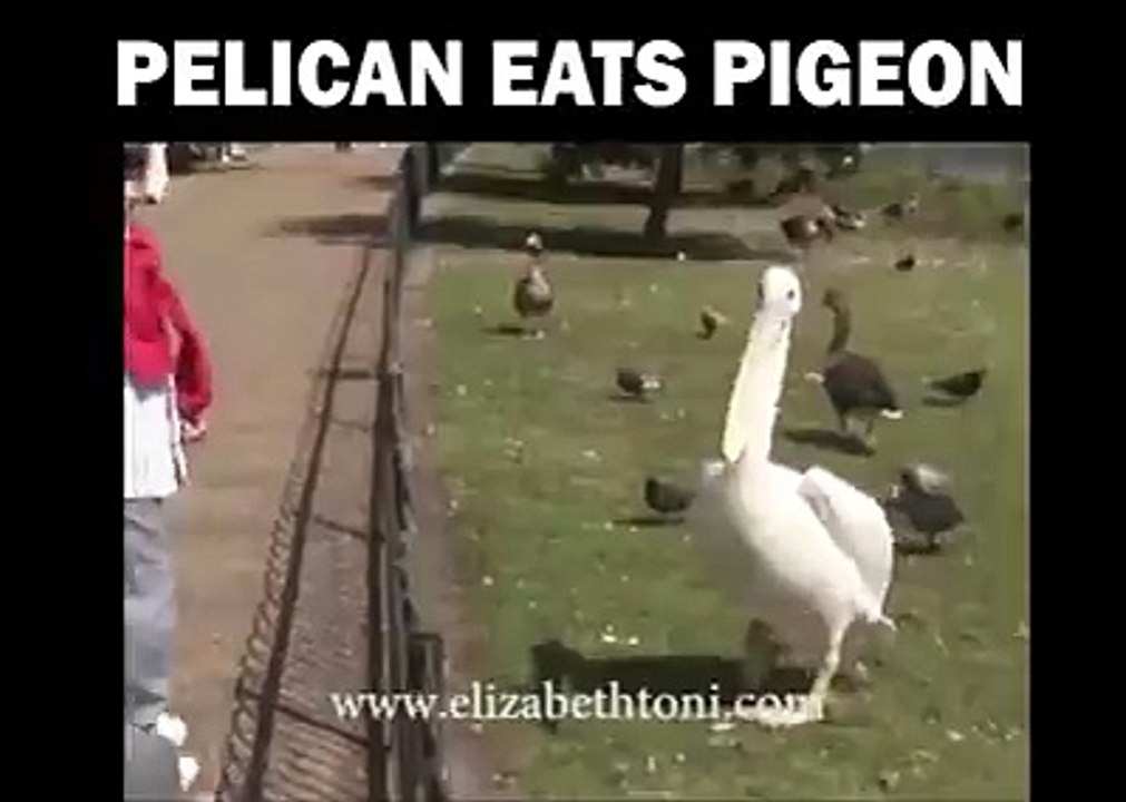 Pelican eats peagon