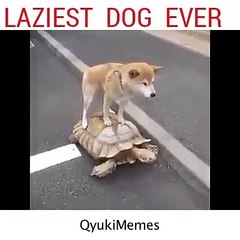 Laziest dog ever - ride on turtle