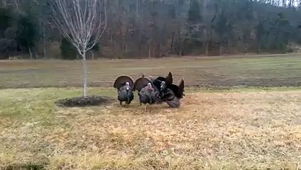 Talking Turkeys Have Conversation With Car Horn