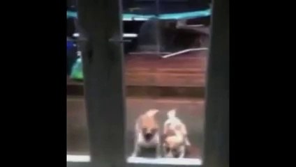 Synchronized Dogs Have Clearly Been Practicing