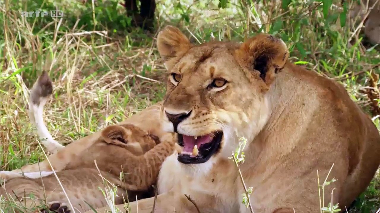 La vallée des lions