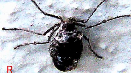 Prehistoric American Beetle Spotted