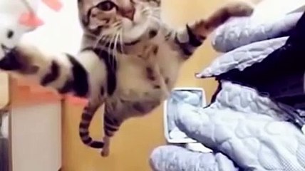 Bu videoya bayılacaksınız - komik kedi halleri