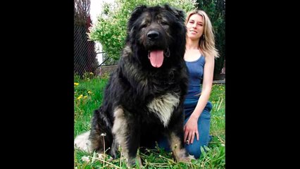 【閲覧注意】デカすぎてヤバい!!恐ろしい巨大生物画像集