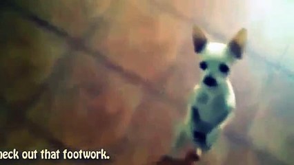 أفضل مقاطع مضحكة للكلاب ستجعلك تضحك حتى البكاء 🐶