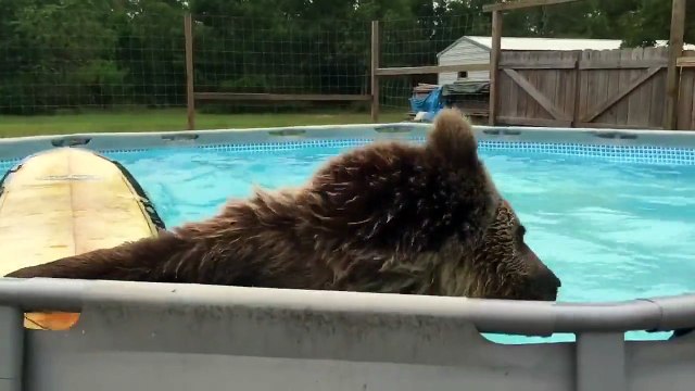 Медведь залез в бассейн