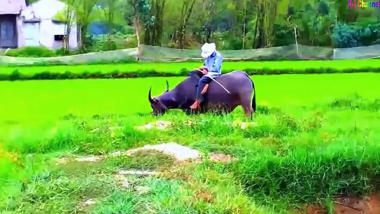 Con Trâu Con Bò Vui Nhộn - Nhạc Thiếu Nhi Hay Nhất