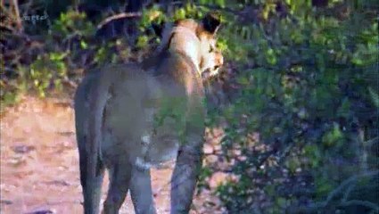 Documentaire: Les Lions de Namibie