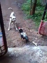 Dog Vs Rooster Amazing Fighting Video