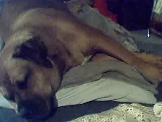Kobie Snorts II