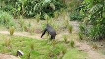 Gorillas Explore Their Habitat for the First Time!