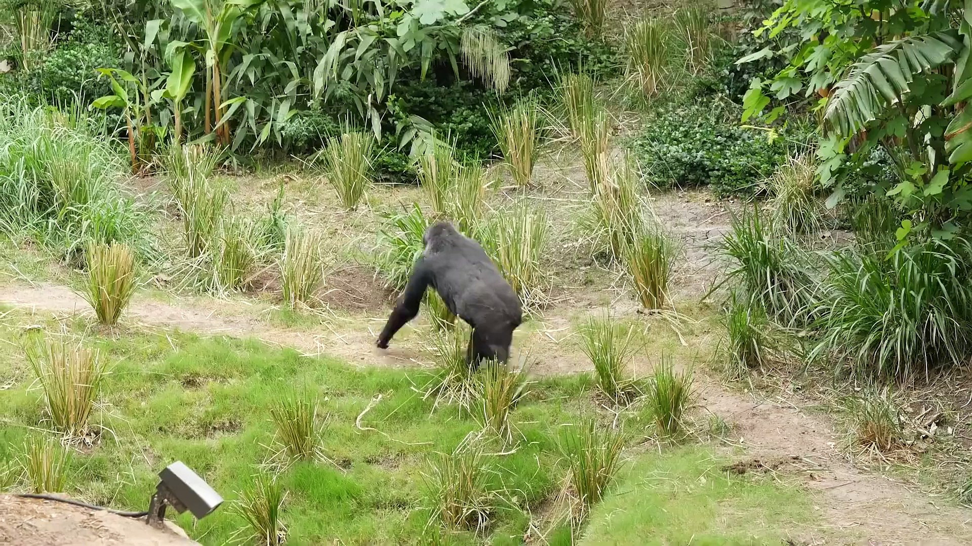⁣Gorillas Explore Their Habitat for the First Time!