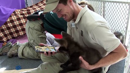 Maned Wolf Pup Pair Playing - Six Weeks Old!