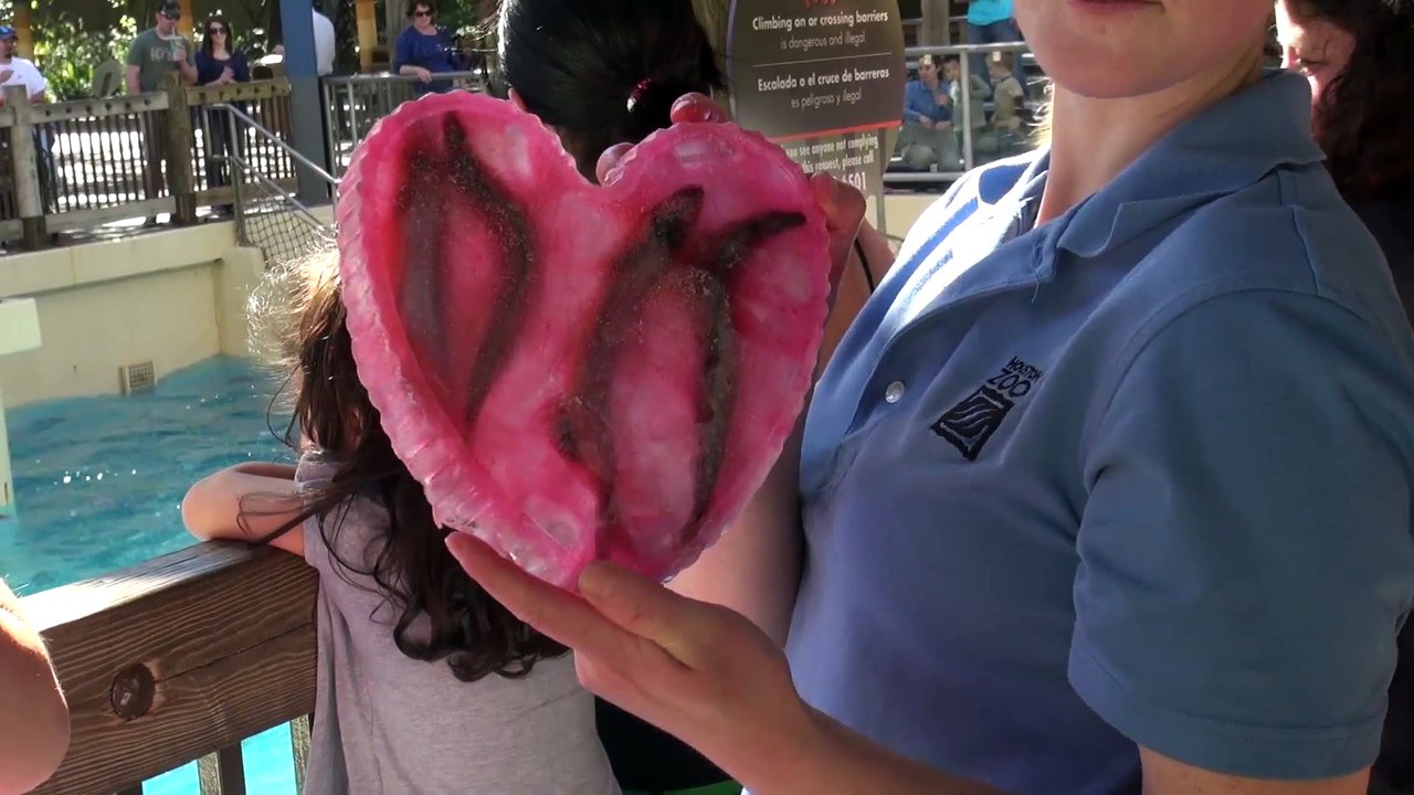 Sea Lions Get Valentine's Day Ice Pops