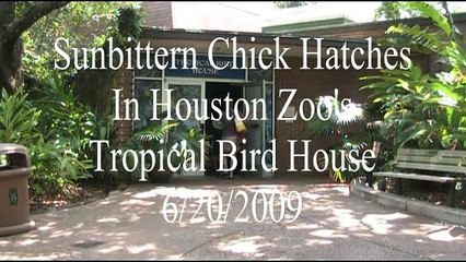 Sunbittern Chick Hatched At Houston Zoo