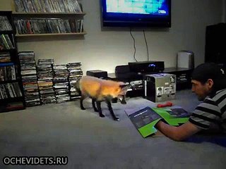 Чем отличается игра с лисой от игры с кошкой