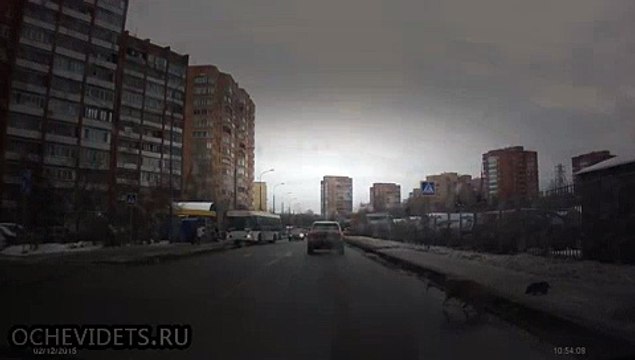 Добрый русский мужчина помог собаке перенести её щенка через дорогу