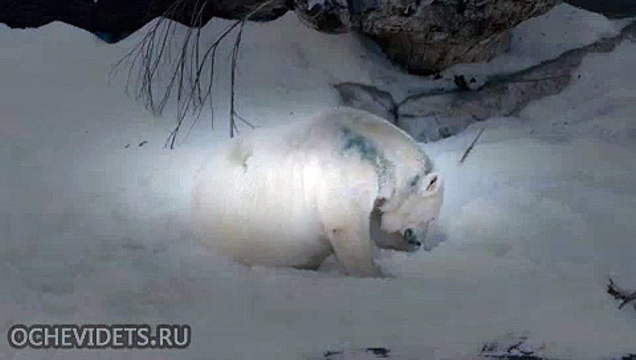Полярным медведям завезли снег