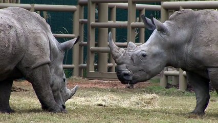 “Swordfighting“ Rhinos at the Houston Zoo