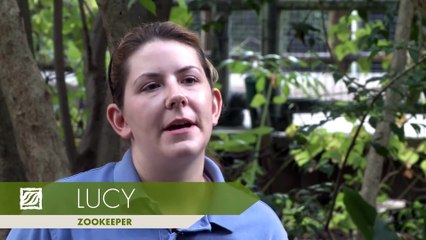 Monkey Mania׃ All about the Patas Monkey