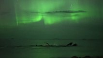 Un groupe de baleines sous des aurores boréales