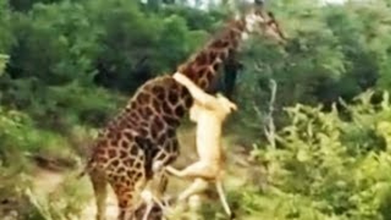 Lion vs giraffe 43