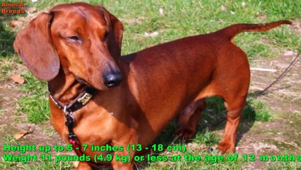 Top 10 Smallest Dog Breeds In The World Animals World