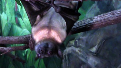 Fruit Bats Hanging Out at the Houston Zoo