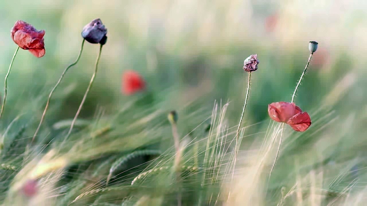 The Best music of Piano - perfect for relaxing #1