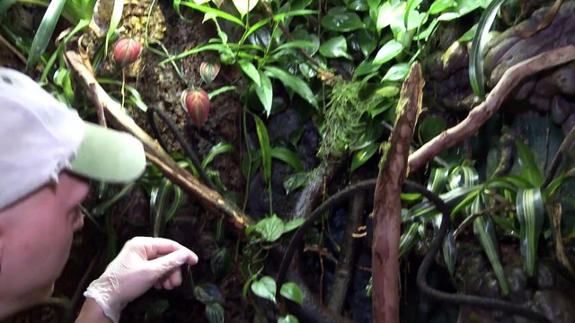 Lemur Frog New Rhinos Move Into the Houston Zoo