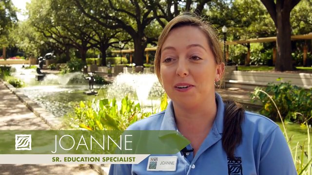 New Rhinos Move Into the Houston Zoo Wild Together at The Houston Zoo