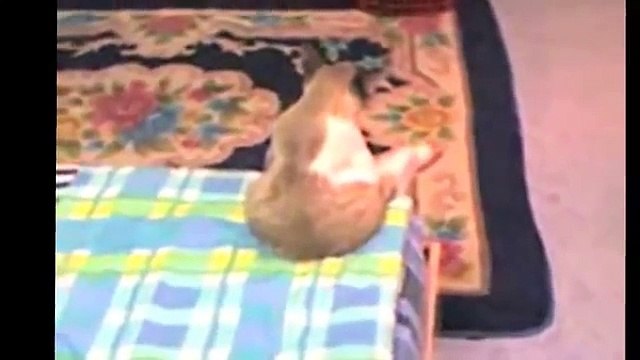 Самые смешные коты. Улетные животные. Видео приколы про котов самые смешные Супер смешные коты