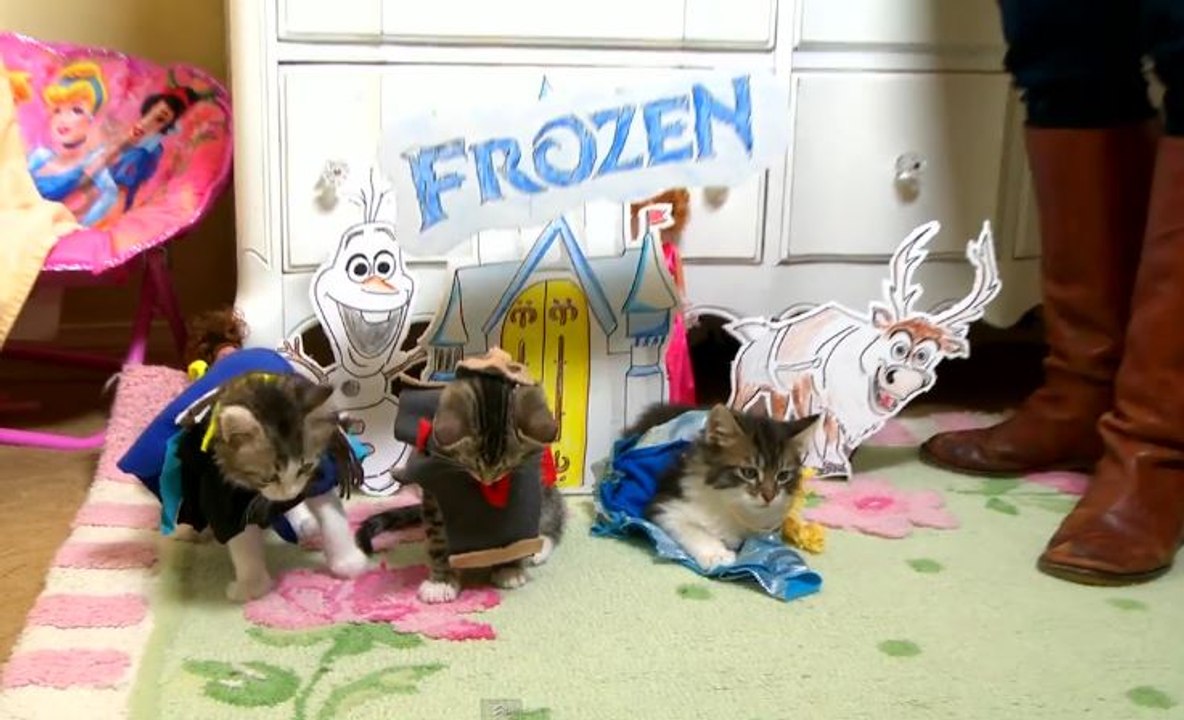 Kitten Lives Cold Frozen GoPro Awards Frozen Kitten Lives New Full Video  2015