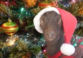 Goat Snacks on Christmas Tree