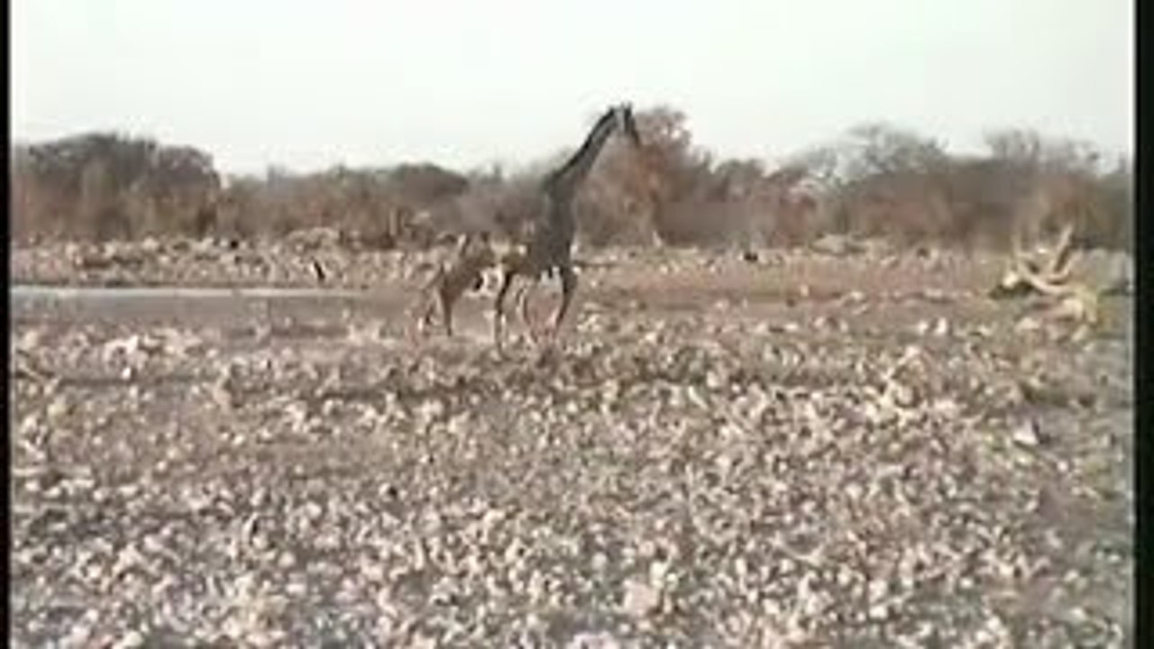 Lion vs giraffe 15