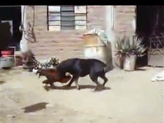 Dog And Rooster Fight It Out
