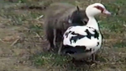 Funny Videos-This unlikely duo are the best of friends