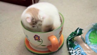 Funny cats compilation