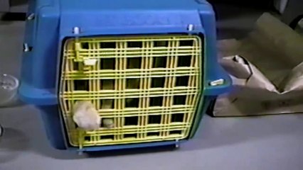 Funny Videos- When one door closes... just call the dog to open it