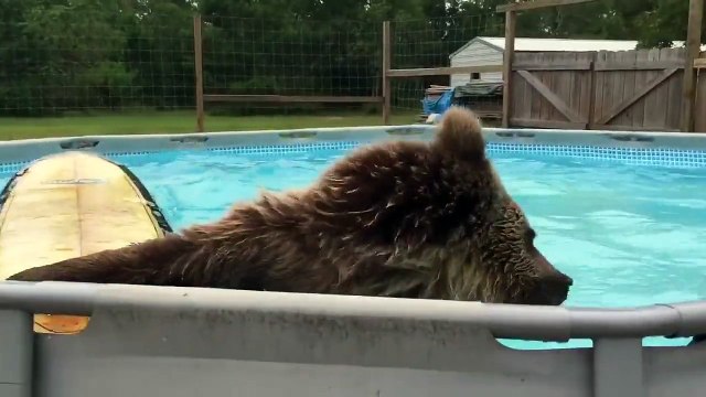 Медведь залез в бассейн