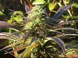 Roys Hash: A Delicious Treat