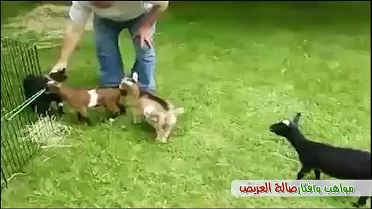 مقاطع ومواقف طريفة من قديم مواهب وأفكار