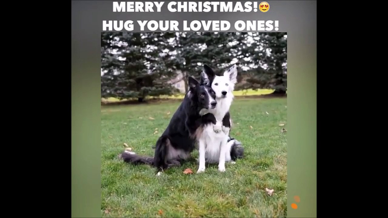 Ces 2 chiens posent pour la photo... Petit calin trop mignon