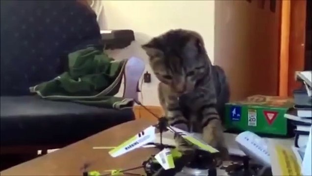 Mauvais Karma - Compilation hilarante de gens et d'animaux qui ont un mauvais karma